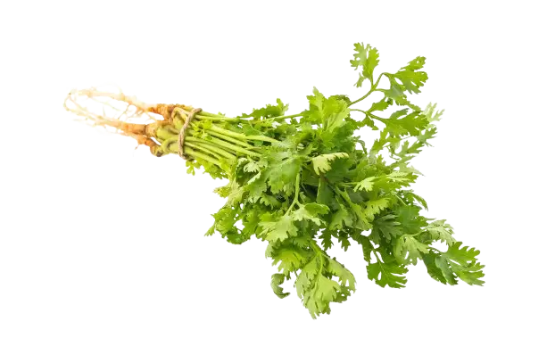 Celery